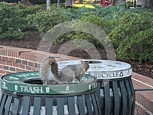 A squirrel in the trash at UNC Charlotte photo