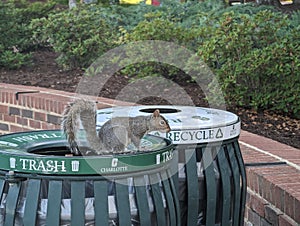 A squirrel in the trash at UNC Charlotte photo