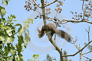 Squirrel on a tree