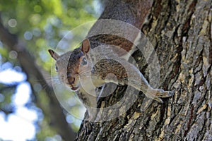 Squirrel on a tree