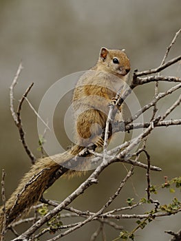 Squirrel in the Tree