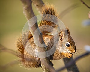 A squirrel in a tree