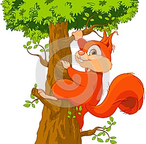 Squirrel on the tree