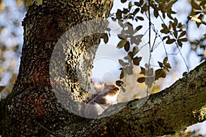 Squirrel on a tree in autumn