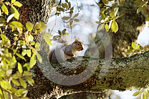 Squirrel on a tree in autumn