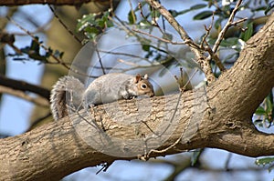 Squirrel on tree branch