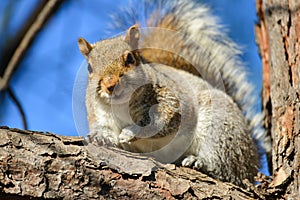 Squirrel on tree branch