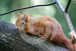 Squirrel on a tree branch close up