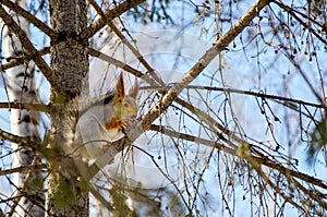 squirrel on a tree branch gnaws pine nuts from pine cone
