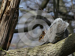 A Squirrel on a Tree Branch with its Tail Curved Over its Back, on High Alert