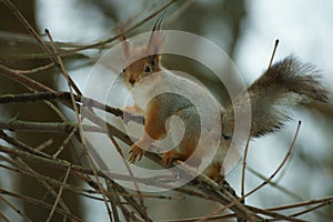 Squirrel on a tree branch in winter in the forest