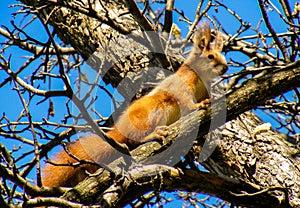 Squirrel tree brown autumn wildlife look tree crackers looking curiosity blue sky