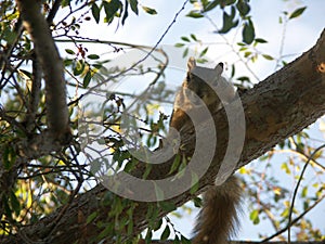 Squirrel in Tree