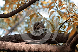 A squirrel on the tree cleaning its tail