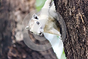 Squirrel on a tree