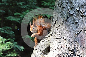 Squirrel on the tree close-up