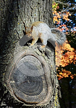 Squirrel on tree closeup