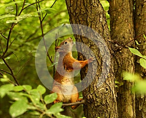 Squirrel on a tree