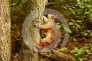Squirrel on a tree