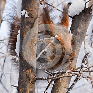 Squirrel on a tree. curious red squirrel siting on tree. Squirrel in the winter forest.