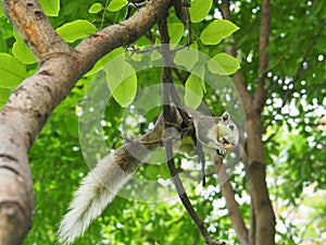 Squirrel on a tree eating beans. It`s small and cute