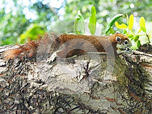 Squirrel on a tree eating beans. It`s small and cute