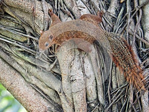 Squirrel on a tree eating beans. It`s small and cute