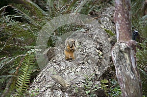 Squirrel on tree eating closeup in Leach Botanical Garden