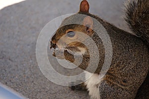 Squirrel