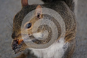 Squirrel