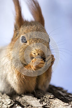 Squirrel on the tree eats forest nuts