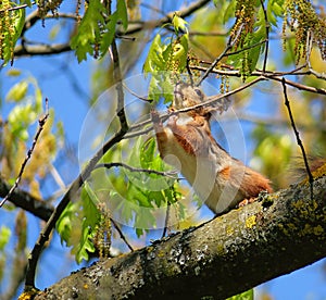 Squirrel on a tree eats spring buds