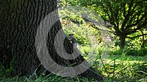 Squirrel on a tree in English summer park