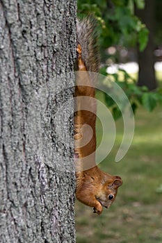 Squirrel on a tree in full growth, hanging gnaws a nut, side view photo