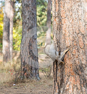 squirrel on the tree