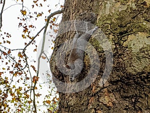 Squirrel on a tree. Gray squirrel head down on a tree