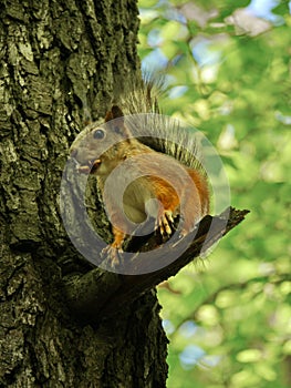 Scoiattolo sul un albero con il suo 