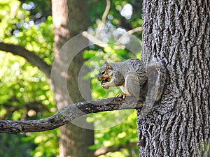 Squirrel On A Tree Limb Eating An Acorn