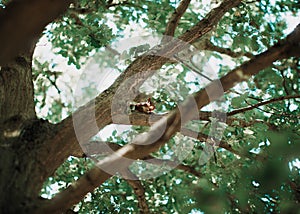 Squirrel on a tree in London