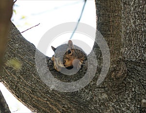 A squirrel in a tree lookin down