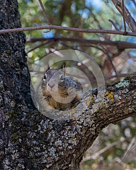 Squirrel In Tree looking at Camera