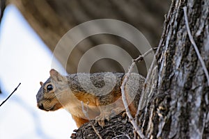 Squirrel in tree looking at camera