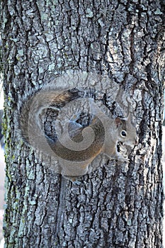 Squirrel in the tree photo