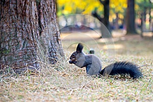 Squirrel on tree in Nami Island.