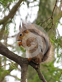 Squirrel on the tree