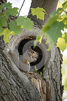 Squirrel in a tree. Squirrel sitting in its nest, the hole in the tree photo