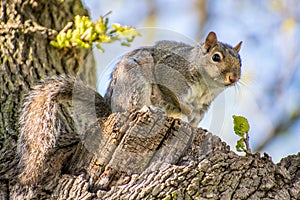 Squirrel in tree sitting up