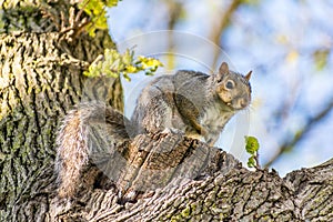 Squirrel in tree sitting up