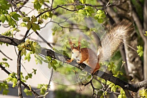 Squirrel on a tree