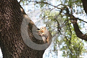 Squirrel on a tree